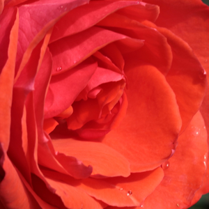 Rozenstruik - Webwinkel - theehybriden - oranje - Rosa Ondella - matig geurende roos - Marie-Louise (Louisette) Meilland - De felle oranjeachtige bloem is een prachtige decoratie/sier in de tuin.